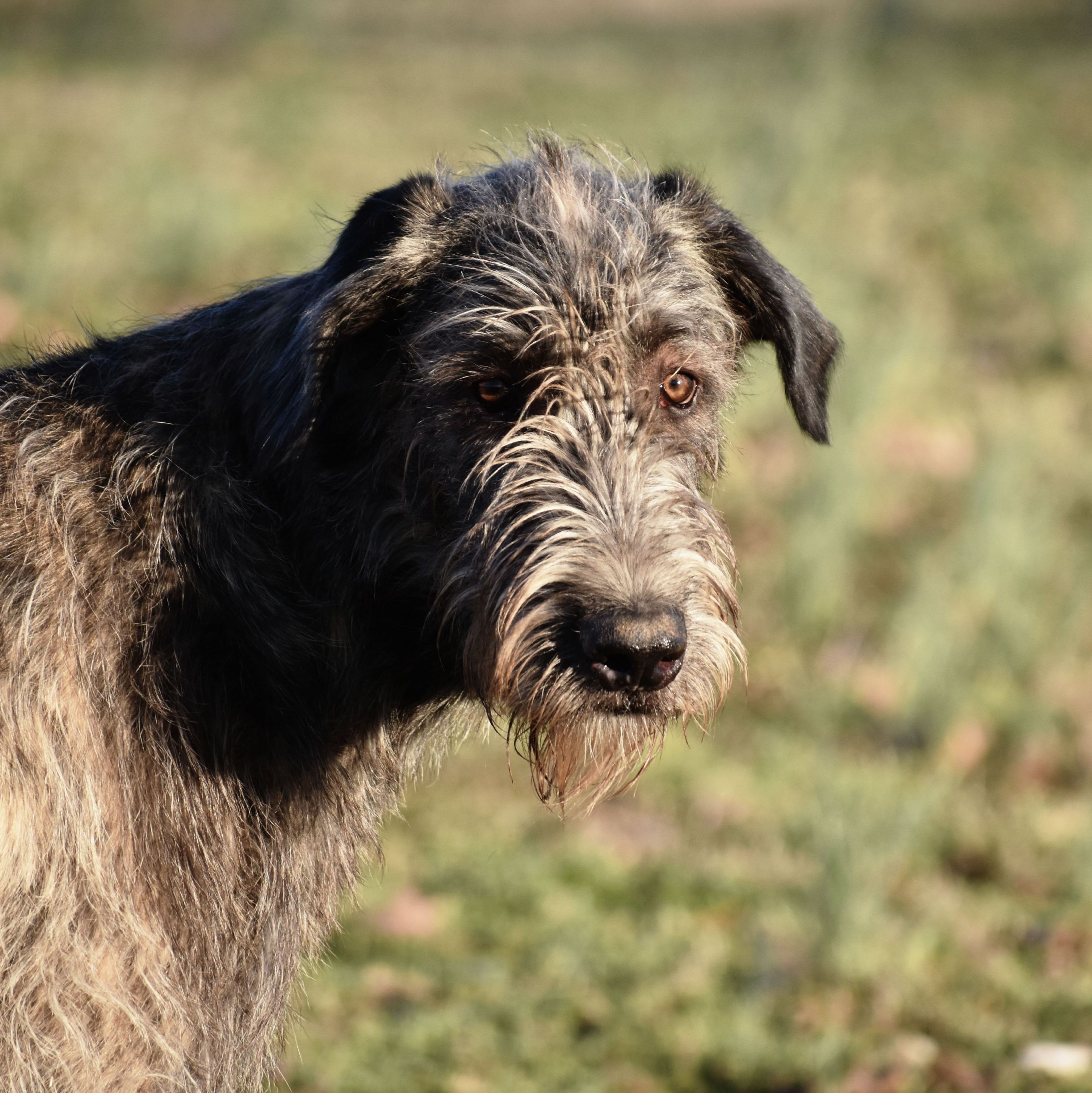 Cão adulto Irish Wolfhound