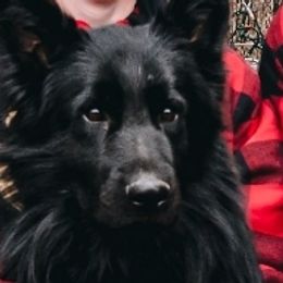 German Shepherds and Miniature Australian Shepherds from Haus Bossard German Shepherds