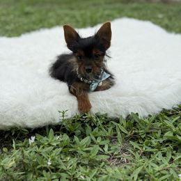 Marcus - Black and gold male Yorkshire Terrier puppy in Naples, Florida from Puppies Forever 💙❤️🐶