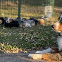 Aussiedoodles and Australian Shepherds from Davis Creek Kennel