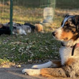 Aussiedoodles and Australian Shepherds from Davis Creek Kennel