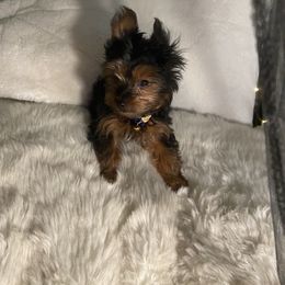 Yorkshire Terrier Puppies from Cutest AKC AZ Yorkies