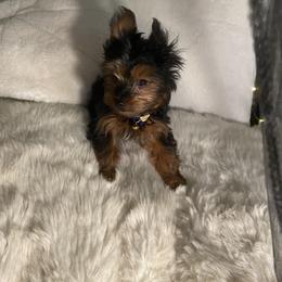 Yorkshire Terrier Puppies from Cutest AKC AZ Yorkies