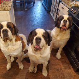 Saint Bernard Puppies from Dementhon Saint Bernards
