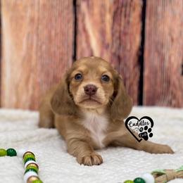 Mia - Red female Dachshund puppy in Nashville, Arkansas from Cuddles n Curls