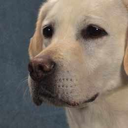 Labrador Retrievers from Fairview Labradors