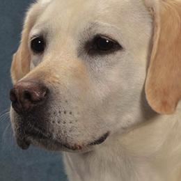 Labrador Retrievers from Fairview Labradors