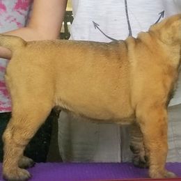 Bullmastiff Puppies from Faulkner Bullmastiffs