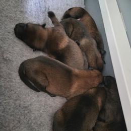 Dopey - Fawn male Belgian Malinois puppy in Signal Mountain, Tennessee from Torgun Police Dogs