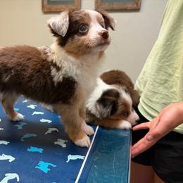 Toy Australian Shepherd puppies from Maple Creek Run
