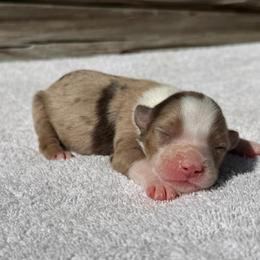 Red merle female - Red merle female Australian Shepherd puppy in Sunbright, Tennessee from Laudrick Aussies