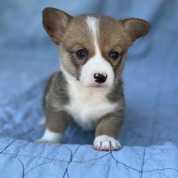 Layla - Red female Pembroke Welsh Corgi puppy in Hope, Arkansas from Foxy Knoll Farm