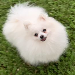 Ke’o - Pomeranian
