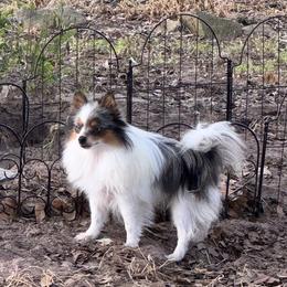 Indigo - Pomeranian