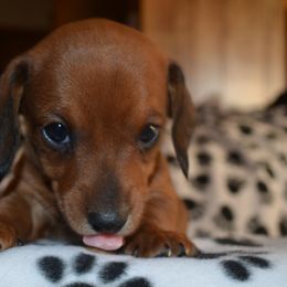 Dachshund Puppies from Special “K” Dachshunds