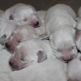 Golden Retriever Puppies from Tradition Kennel Retrievers and Spaniels