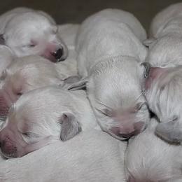 Golden Retriever Puppies from Tradition Kennel Retrievers and Spaniels
