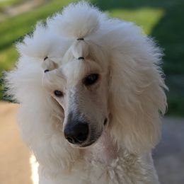 Harper - Poodle