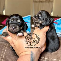 Dixie - Black and cream female Dachshund puppy in Hornbeck, Louisiana from A&Z Mini Dachshunds