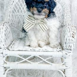 Samson - Parti male Poodle puppy in Flint, Michigan from Anytime Doodles