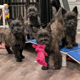 Cairn Terrier Puppies from Cairnforyou