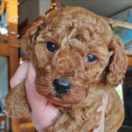 AKC Chopper Dark Red Mini Poodle - Red  male Poodle puppy in Falcon, Missouri from Cedar House Heritage Poodles | AKC Toy & Miniature Poodle Puppies Raised in Home