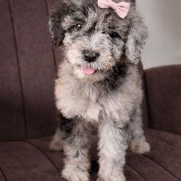 LSU - Merle female Goldendoodle puppy in Humble, Texas from Simply Dane Doodles