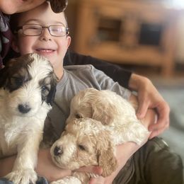 Bernedoodle and Bernese Mountain Dog Puppies from Mountain Top Bernedoodles