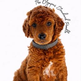 Cabernet - Red  male Poodle puppy in Spring Hills, Florida from The Olympus Standard Poodle