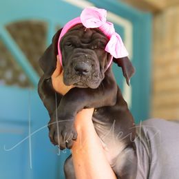 KIMBERLY - Black Great Dane puppy in Denison, Texas from Hundeity Great Danes