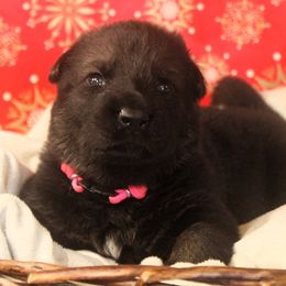 Pink Collar - Sable female German Shepherd puppy in Mansfield, Texas from Vom Anfang German Shepherds