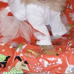 Pomeranian Puppies from Chinita's Pom Poms