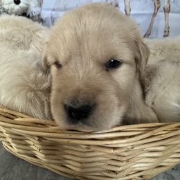 Golden Retriever Puppies from SpringWave Kennel