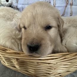 Golden Retriever Puppies from SpringWave Kennel
