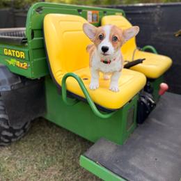 Scott - Red male Pembroke Welsh Corgi puppy in Snellville, Georgia from Laur's Classic Corgis