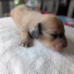 Pearl - Fawn (isabella) and tan female Dachshund puppy in Waddell, Arizona from The Bearded Companions