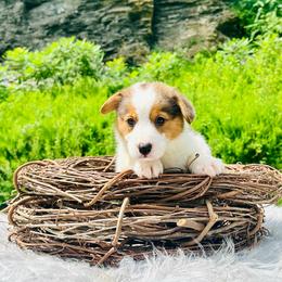 Schmidt - Black and tan male Pembroke Welsh Corgi puppy in Manchester, Kentucky from Riverside Corgis