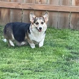 Baily - Pembroke Welsh Corgi
