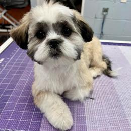 Faith - Shichon