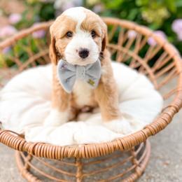 Charlie Brown - Red male Bernedoodle puppy in Sulphur, Louisiana from Curly Q’s Of Carlyss