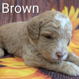 Mr Brown - Cream male Goldendoodle puppy in Lebanon, Pennsylvania from Robertson's Retrievers and Doodles