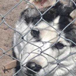 Mikey - Black and white Siberian Husky puppy in Des Moines, Iowa from Husky Ranch