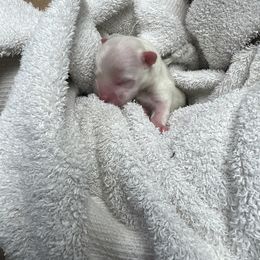 "Kai " Maltese Puppies from Genice’s Small Wonders