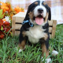Barley (Blue Bow) - Tri-color female Bernese Mountain Dog puppy in Middlesex, North Carolina from Willow Springs Doodles & Berners