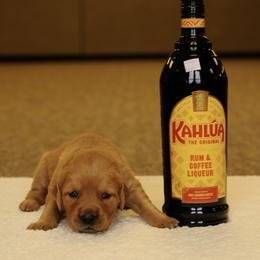 Kahula (brown) - Dark golden female Golden Retriever puppy in Bynum, Montana from Summit Canine Breeding
