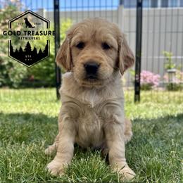 Girl 2 - Golden female Golden Retriever puppy in Star, Idaho from Gold Treasure Retrievers