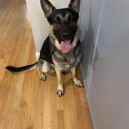 German Shepherd Puppies from Sandy’s Shepherds