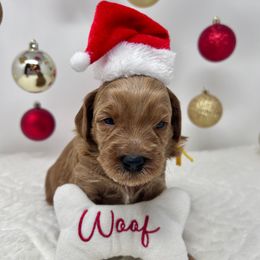 Bubbles - Yellow - Apricot male Australian Labradoodle puppy in Citrus Heights, California from Elite Blend Labradoodles