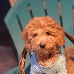 Goldendoodle and Poodle Puppies from Winchester Hills Poodles and Doodles
