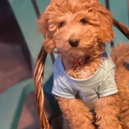 Goldendoodle and Poodle Puppies from Winchester Hills Poodles and Doodles
